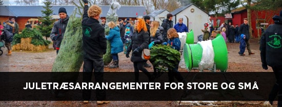 Find årets juletræ på Dyssegaardens juletræsplantage